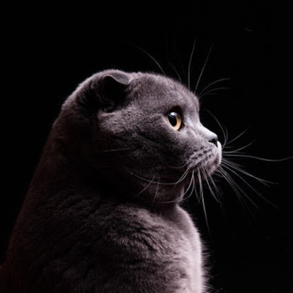 Meet your Posher, Evgenia - Picture 1 of 1